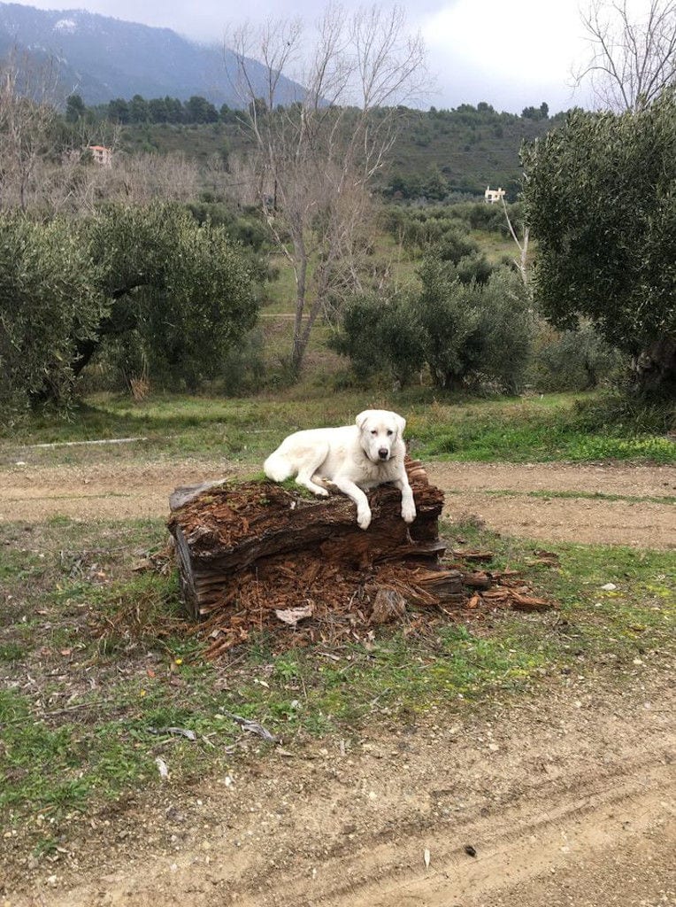 a white dog sitting on trunk of tree and watching at the camera at 'Eleonas' with olive trees in the background